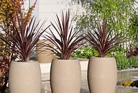 Cordyline australis in containers 'Off the Shelf'. Awarded Silver Gilt RHS Cardiff Show 2012