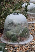 Frost on cloche protection of Echium pininana 'Tower of Jewels' in February 