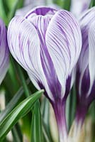 Crocus x cultorum 'Pickwick' 