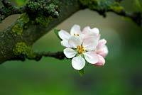 Malus domestica 'Ribston Pippin' - spring blossom