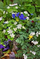Pulmonaria 'Blue Ensign', Anemonella thalictroides, Dicentra cucullaria and Ranunculus ficaria 'Brazen Hussy'