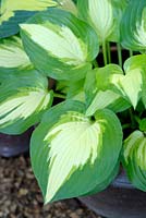 Hosta 'Summer Music'