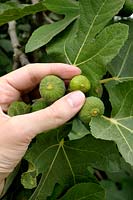 Thinning out fruits of young figs to give fewer but larger and better quality fruit