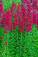 Lobelia 'Ruby Slippers' 