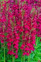 Lobelia 'Ruby Slippers' 