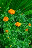 Tagetes erecta 'Sierra orange'
