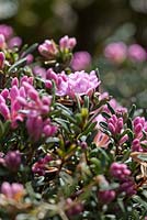 Daphne petraea 'Michele'