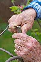Grafting Malus 'Dome' - Man preparing rootstock with a knife for bark grafting. The bark graft can be made only when the bark slips or easily separates from the wood. This usually is in early spring as growth begins