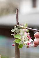 Grafting Malus 'Dome' - Man covering cut surfaces with grafting compound