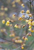 Chimonanthus praecox var. concolor - Wintersweet 