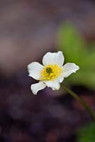 Trollius laxus ssp. albiflorus