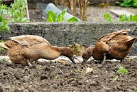 Khaki Campbell ducks foraging for slugs.