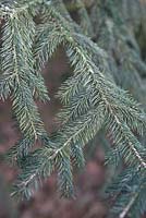 Picea wilsonii