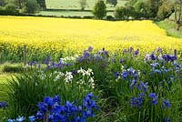 Iris sibirica backed by bright yellow field of oil seed rape, Aulden Farm