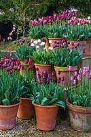 Pots of purple, red, pink and white tulips in the gardeners' yard include Tulipa 'Jackpot', T.'Ronaldo', white T.'Mount Tacoma' and deep purple T.'Havran'. Rousham House