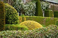 The Formal Garden at the front of the house featuring box and yew topiary - Buxus sempervirens 'Aureovariegata', Buxus sempervirens 'Suffruticosa' infilled with Dicentra formosa. Clipped ivy and white Clematis montana on the house - Herterton House, Hartington, Northumberland, UK
