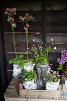 Plants are lifted from the ground and wrapped in newspaper ready for sale - Herterton House, Hartington, Northumberland, UK