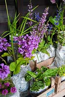 Plants are lifted from the ground and wrapped in newspaper ready for sale - Herterton House, Hartington, Northumberland, UK