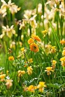 Ranunculus acris 'Flore Pleno' - Herterton House, Hartington, Northumberland, UK
