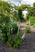 Self seeded white foxgloves in gravel path with rose arch beyond - Mindrum, nr Cornhill on Tweed, Northumberland, UK