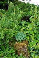The sloping rockery combines formality and naturalism with clipped box forms surrounded here by soft ferns, Phlomis russeliana and self seeded Sedums - Mindrum, nr Cornhill on Tweed, Northumberland, UK