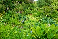 Planting around the pond is a tapestry of greens including irises, Alchemilla mollis, Primula grandiflora, Senecio smithii, Phlomis russeliana and large leaved Lysichiton americanus - Mindrum, nr Cornhill on Tweed, Northumberland, UK