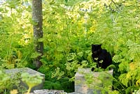 Black cat sitting on wooden cube amongst self seeded Ligusticum lucidum - Yews Farm, Martock, Somerset, UK