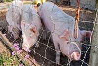 Middle x large white pigs - Yews Farm, Martock, Somerset, UK