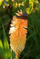 Snail on Kniphofia 'Toffee Nosed' - Yews Farm, Martock, Somerset, UK