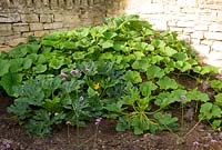 Squash and courgette plants growing on the muck heap - Yews Farm, Martock, Somerset, UK