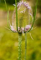 Teasel flower - Yews Farm, Martock, Somerset, UK