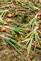 Beetroots planted between onions - Yews Farm, Martock, Somerset, UK