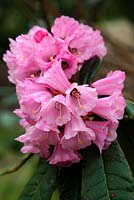 Rhododendron hodgsonii x montroseanum