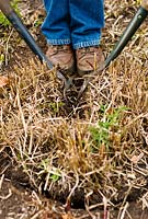 Dividing Grasses Step 3 - Man pushing two garden forks back to back into large clump of Miscanthus sinensis 'Morning Light' - Chinese Silver Grass - by using two garden forks back to back to pull apart then push together to divide into several smaller plants. Early Spring