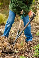 Dividing Grasses, Step 4 - Splitting a large clump of Miscanthus sinensis 'Morning Light' - Chinese Silver Grass - by using two garden forks back to back to pull apart then push together to divide into several smaller plants. Early Spring