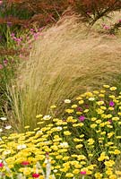 Anthemis tinctoria 'Dwarf' - Golden Marguerite, Ox-Eye Chamomile and Stipa tenuissima - Spear Grass, July