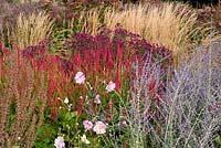 Autumn border of Anemone x hybrida 'Konigin Charlotte',  Persicaria amplexicaulis 'Firetail' - Knotweed, Perovskia 'Blue Spire' - Russian Sage, Aster novae-angliae 'Andenken an Alma Potschke', Calamagrostis x acutiflora 'Karl Foerster' and Eupatorium  purpureum - Queen of the Meadow in September