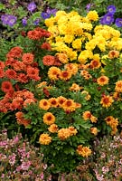 Dendranthemum 'Igloo Series' - Chrysanthemum 'Rosy Igloo', Chrysanthemum 'Sunny Igloo' and Chrysanthemum 'Warm Igloo' in September