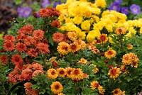 Dendranthemum 'Igloo Series' - Chrysanthemum 'Rosy Igloo', Chrysanthemum 'Sunny Igloo' and Chrysanthemum 'Warm Igloo' in September
