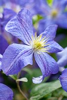 Clematis 'Jenny' in August