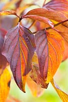 Cornus alba - Red Barked Dogwood in November