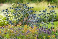 Eryngium x zabelii 'Big Blue' - Sea Holly, with Lavandula angustifolia 'Lavenite Petite', June