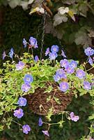 Geranium 'Rozanne' in hanging basket
