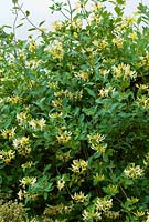 Lonicera periclymenum 'Graham Thomas' - Honeysuckle  