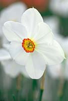 Narcissus 'Actaea' - Pheasant Eye Narcissus Poeticus group