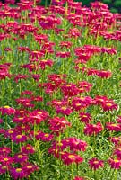 Tanacetum coccinea 'Robinson's Red' in May