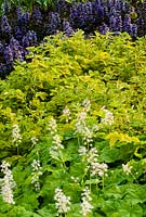 Tiarella cordifolia, Filipendula ulmaria 'Aurea' and Ajuga reptans 'Atropurpurea' in May