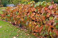 Vitis coignetiae - Crimson Glory Vine, climbing on split rail fence in October