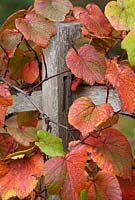 Vitis coignetiae - Crimson Glory Vine, climbing on split rail fence in October
