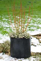Cornus sericea 'Cardinal' - Dogwood and Erica carnea 'Winter Snow' - Heather in black granite pot in February
